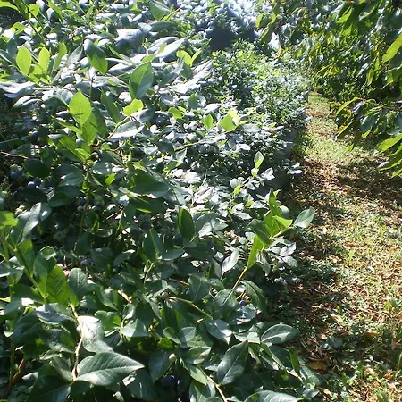 Gospodarstwo agroturystyczne Tenuta Fortelongo