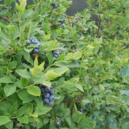 Gospodarstwo agroturystyczne Tenuta Fortelongo