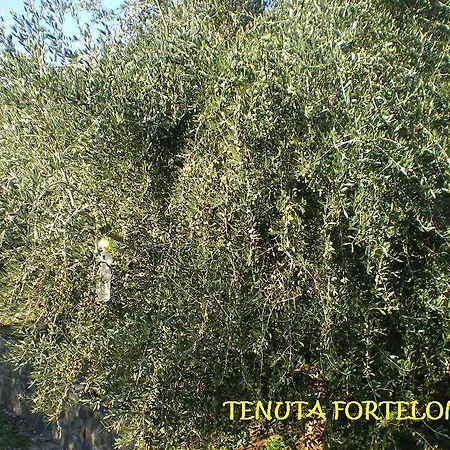 Gospodarstwo agroturystyczne Tenuta Fortelongo *