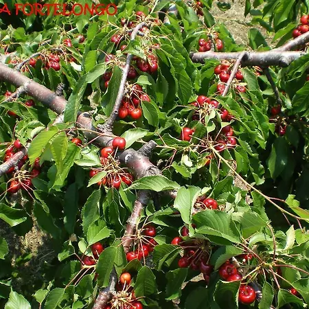 Gospodarstwo agroturystyczne Tenuta Fortelongo