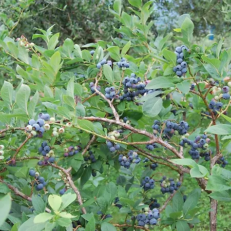 Gospodarstwo agroturystyczne Tenuta Fortelongo