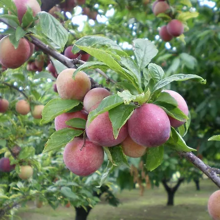 Farmház Tenuta Fortelongo *