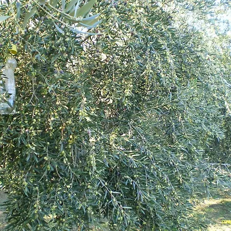 Tenuta Fortelongo Fara Vicentino