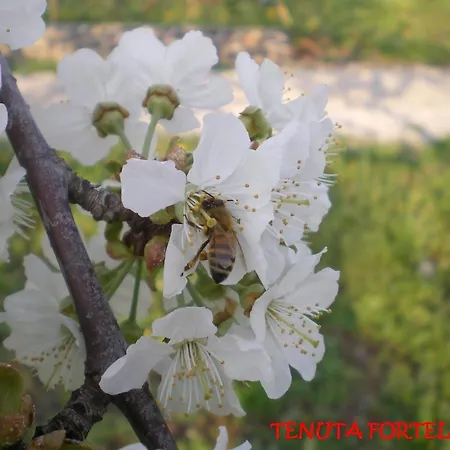 Tenuta Fortelongo Fara Vicentino