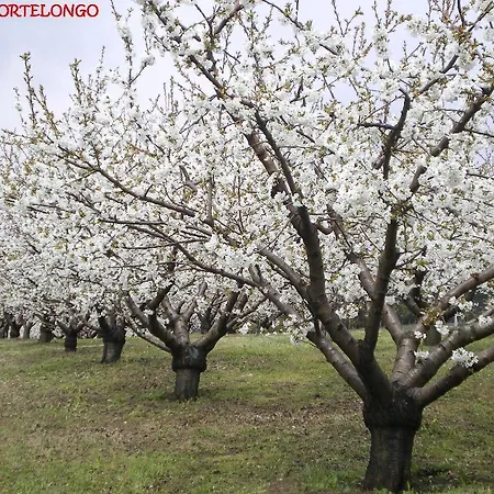 Tenuta Fortelongo